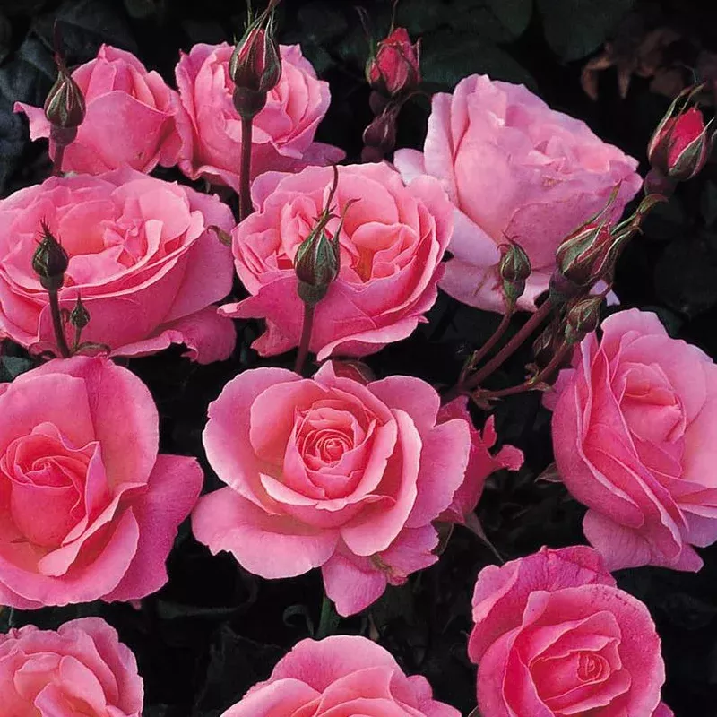 Rosa ‘Queen Elizabeth’ – Shrub Rose