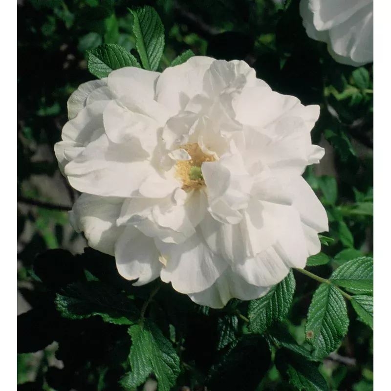 Rosa rugosa Blanc Double de Coubert