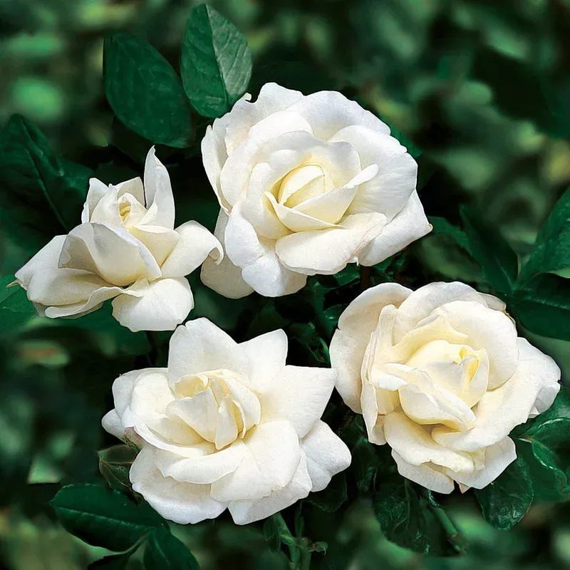 Rosa ‘White Dawn’ – Climbing Rose