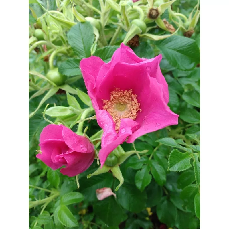 Rugosa Rose Red
