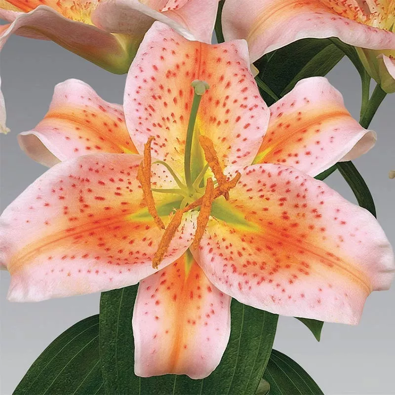 salmon-star-oriental-lily ‘Salmon Star’ Oriental lily