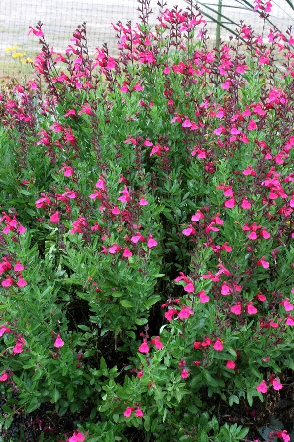 Salvia greggii ‘Pink Preference’