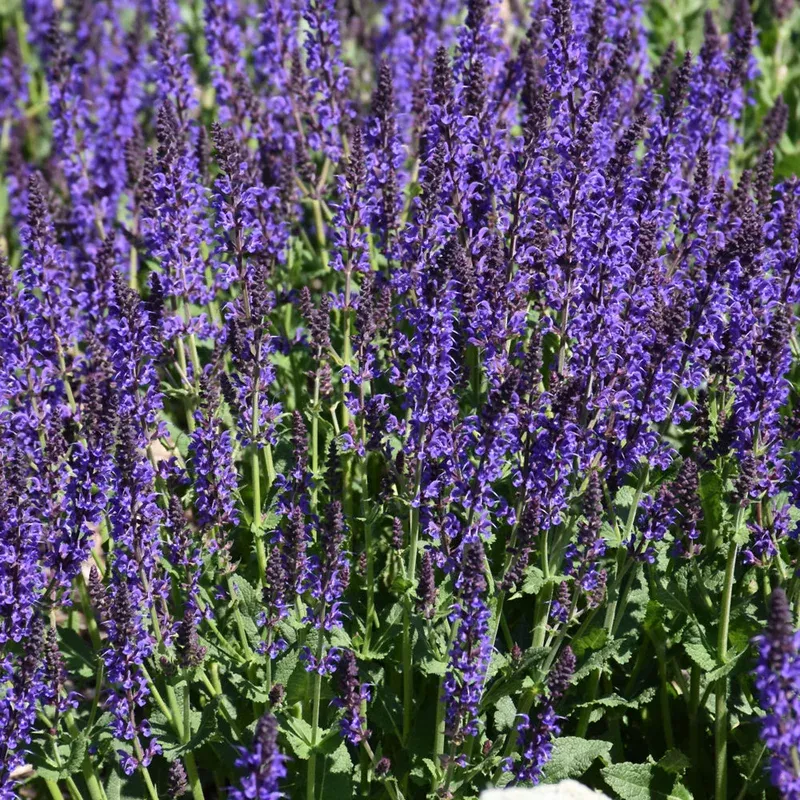 salvia-may-night SALVIA MAY NIGHT
