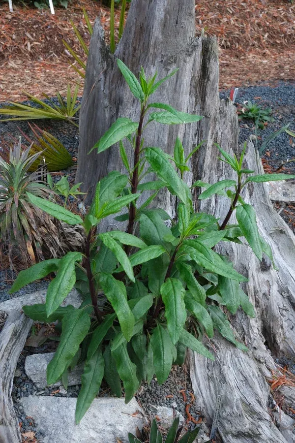 salvia-penstemonoides Salvia penstemonoides
