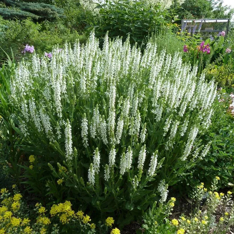 Salvia ‘Snow Hill’