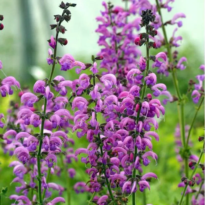 Salvia ‘Sweet Esmeralda’