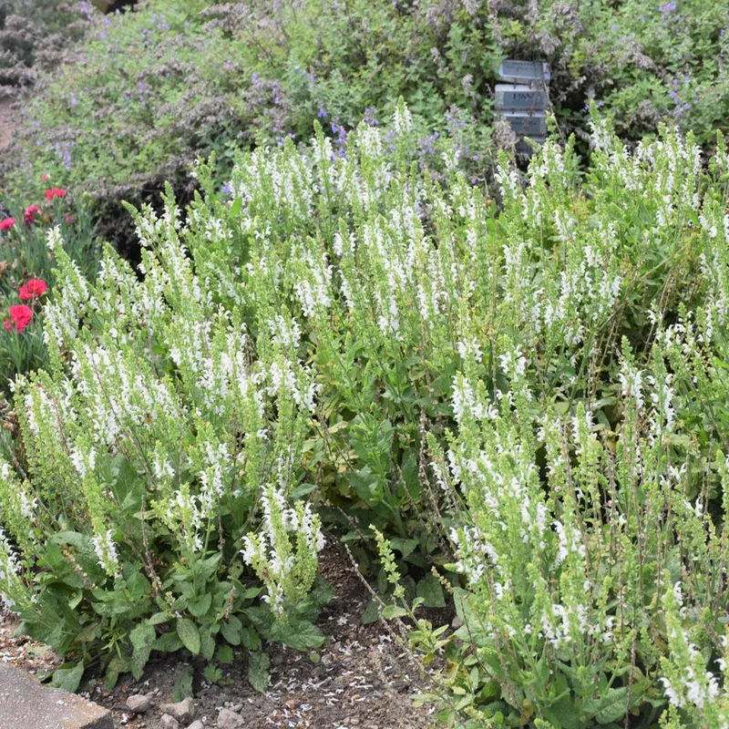 SALVIA WHITE PROFUSION