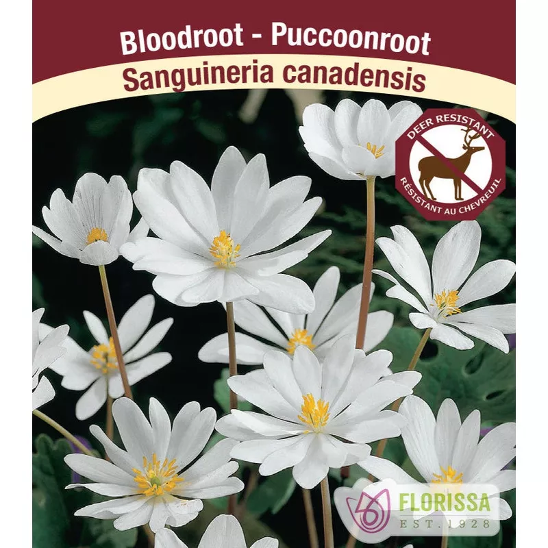 Sanguineria canadensis – Bloodroot, 1 Pack