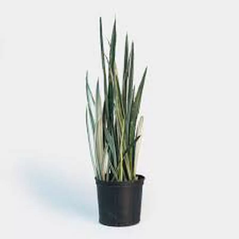 sansevieria-bantel-s-sensation Sansevieria ‘Bantel’s Sensation’