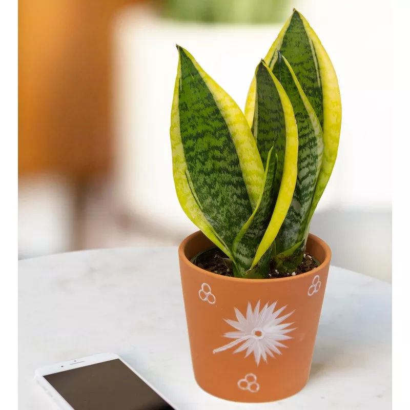 sansevieria-laurentii-superba-sansevieria-hybrid Sansevieria Laurentii Superba (Sansevieria hybrid)