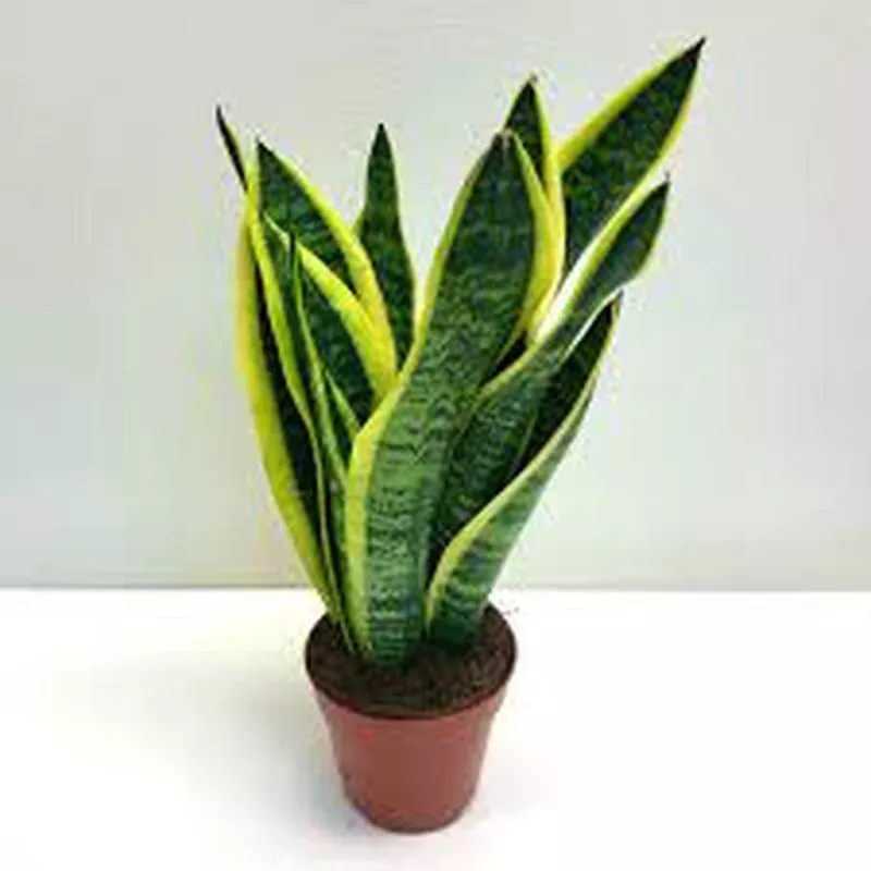 sansevieria-tri-laurentii Sansevieria ‘Tri Laurentii’