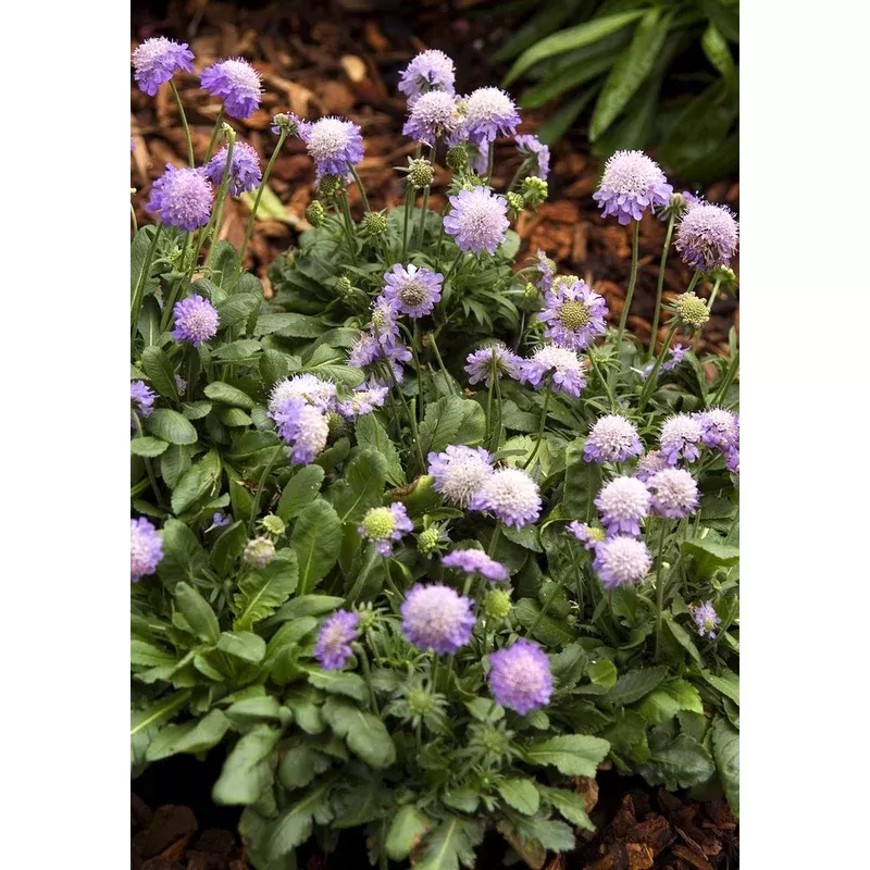 scabiosa-ritz-blue Scabiosa ‘Ritz Blue’