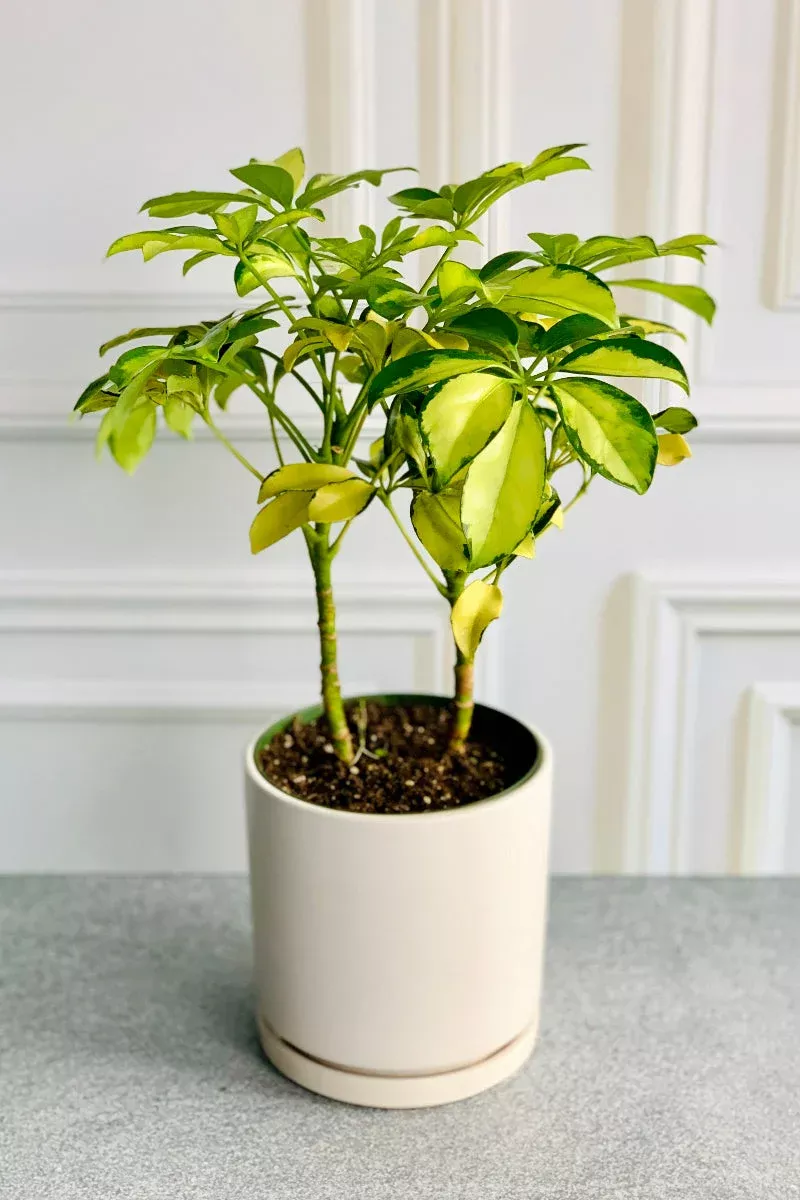 schefflera-gold-capella-6 Schefflera, Gold Capella 6″