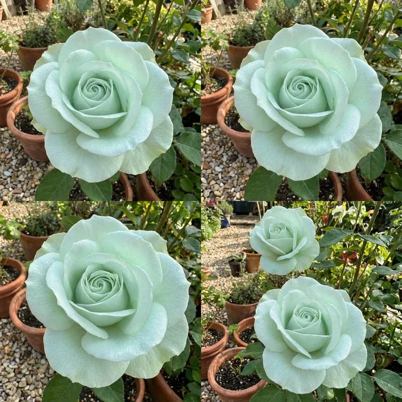 Sea Green Rose Flower Planting – Seeds for Exquisite Blossoms in Your Garden