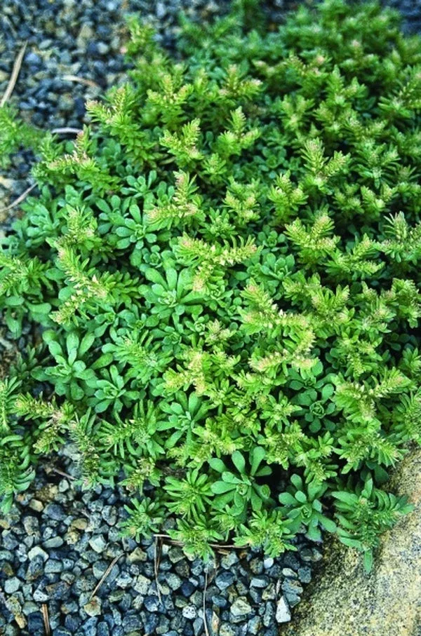 Sedum glaucophyllum coll. #A2VA-063