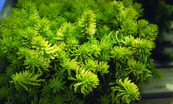 sedum-rupestre-angelina-ppaf Sedum rupestre ‘Angelina’ PPAF