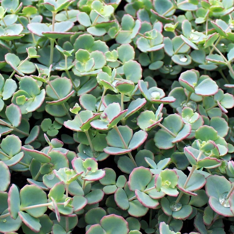 Sedum sieboldii – October Daphne