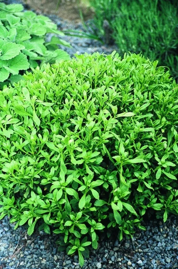 Sedum takesimense BSWJ8518