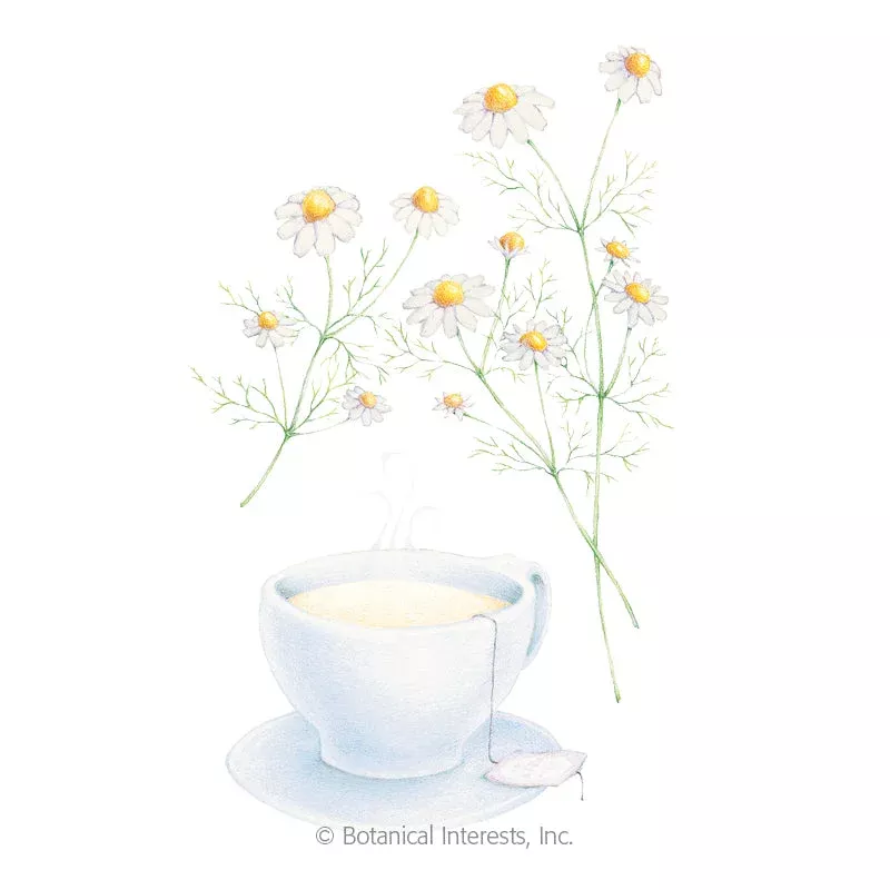 SEEDS: Chamomile – German – Organic