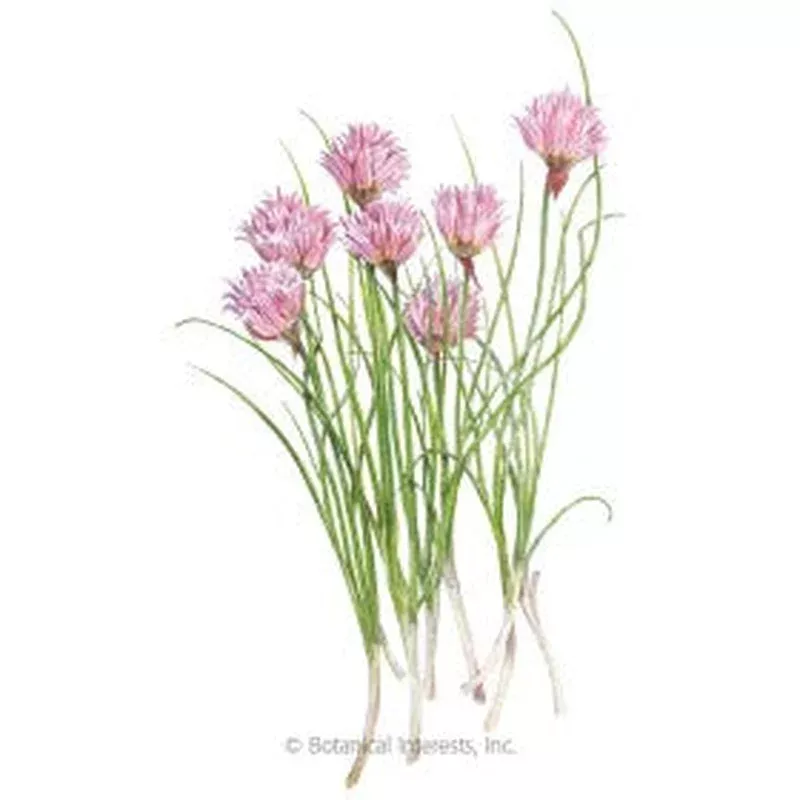 seeds-chives-common-organic SEEDS: Chives – Common – Organic