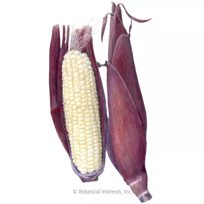 seeds-corn-sweet-white-martian-jewels-organic SEEDS: Corn (Sweet White) Martian Jewels – Organic