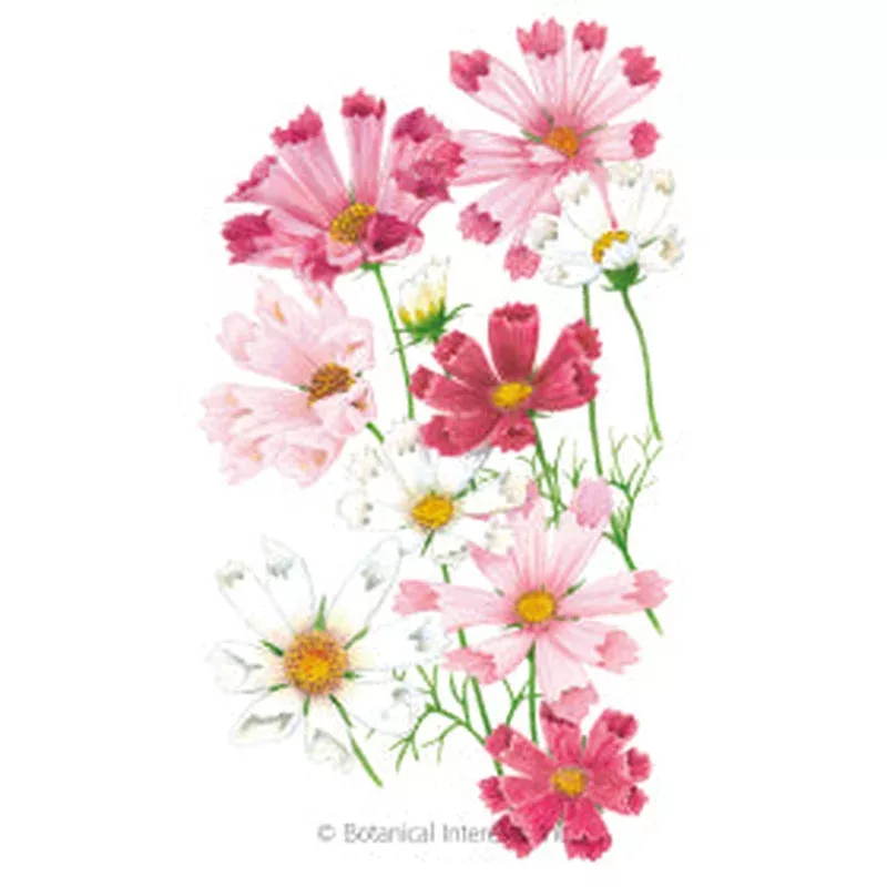 SEEDS: Cosmos Sea Shells Blend