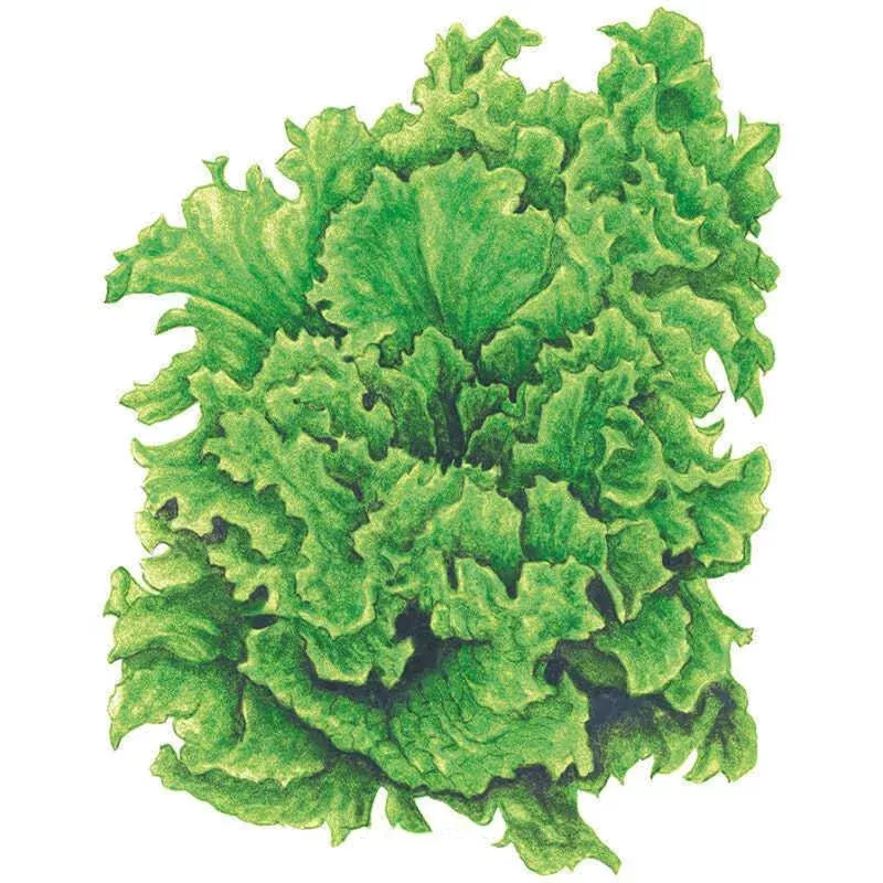 SEEDS: Lettuce – Black Seeded Simpson