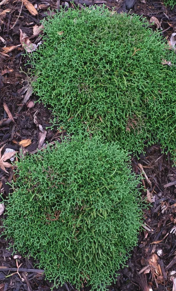 selaginella-borealis Selaginella borealis