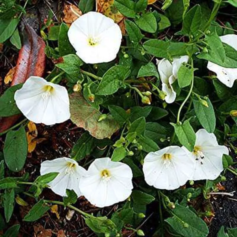 shankhpushpi-sankaphuli-plant Shankhpushpi, Sankaphuli – Plant