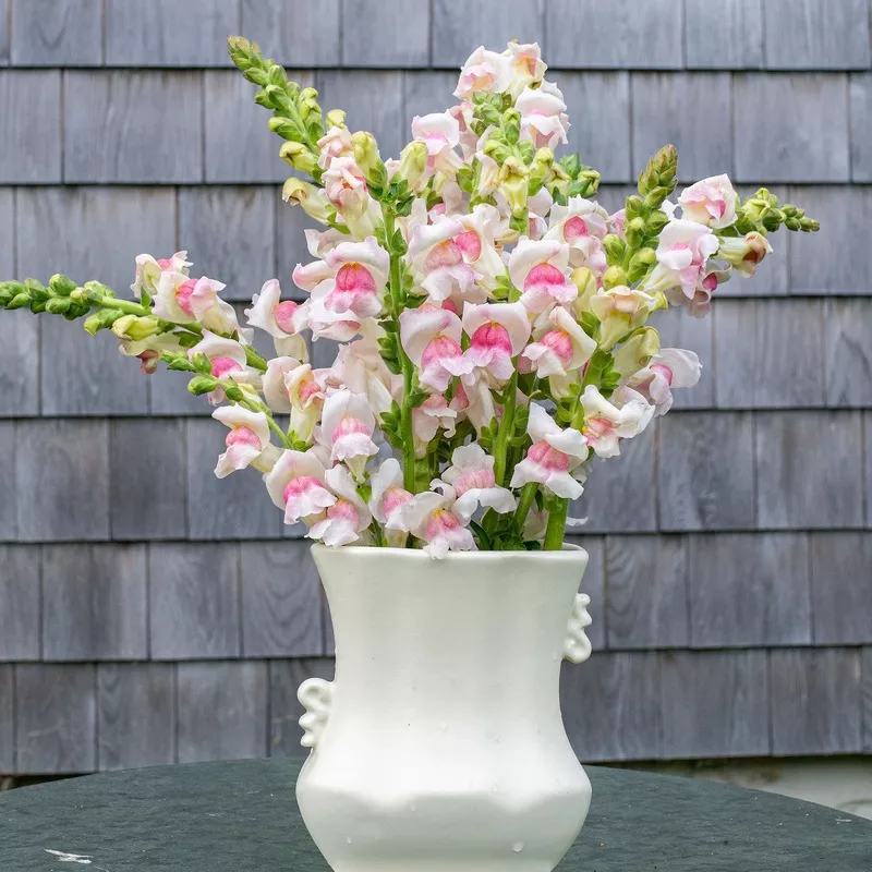 Snapdragon ‘Potomac Appleblossom’ F1 – S2