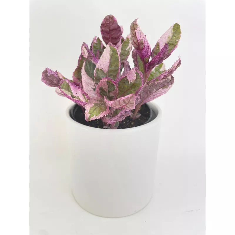 snow-white-waffle-plant-hemigraphis-alternata ‘Snow White’ Waffle Plant Hemigraphis Alternata