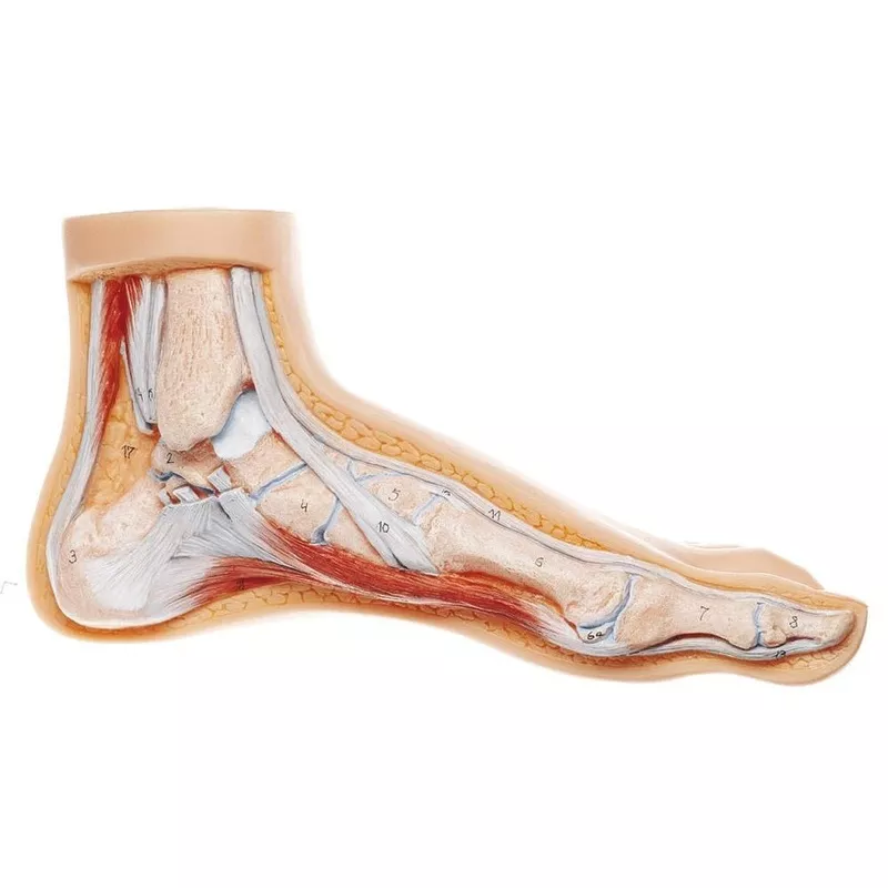 somso-normal-foot-model-distal-end-tibia-light-skin SOMSO Normal Foot Model – Distal end of Tibia Light Skin