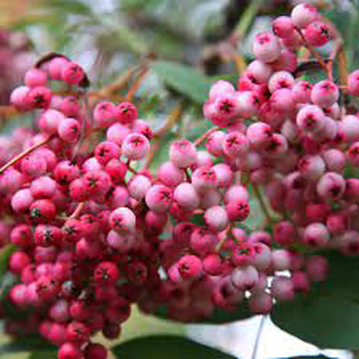SORBUS HUPEHENSIS