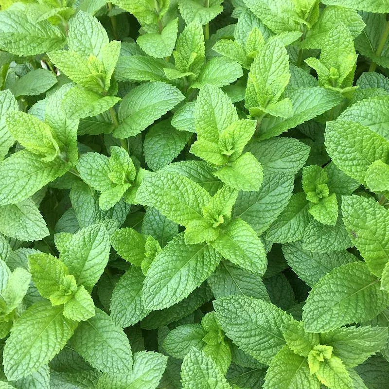 spearmint-herb-seeds-planting-heirloom-non-gmo-easy-to-grow-perennial Spearmint Herb Seeds for Planting Heirloom Non-GMO Easy to Grow Perennial
