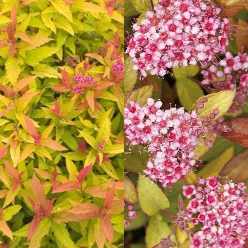 spiraea-butterscotch-baby-2 Spiraea Butterscotch Baby #2