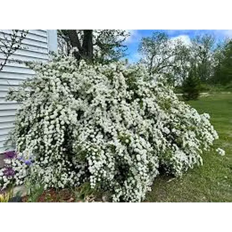 Spiraea thunbergii ‘Bridal Wreath’