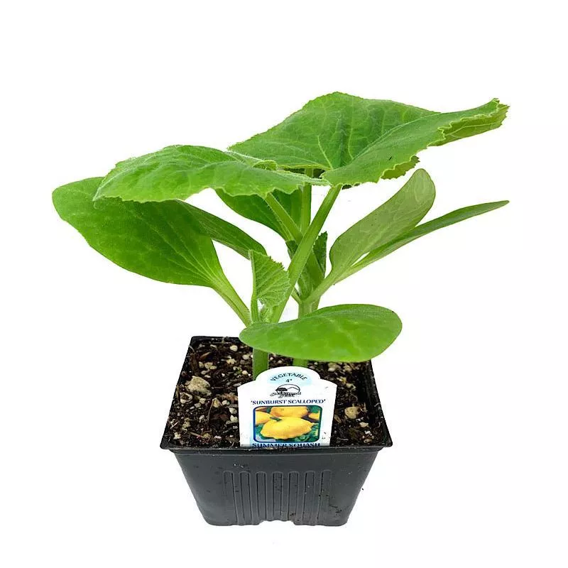 squash-sunburst-patty-pan-4-inch Squash ‘Sunburst Patty Pan’4 inch