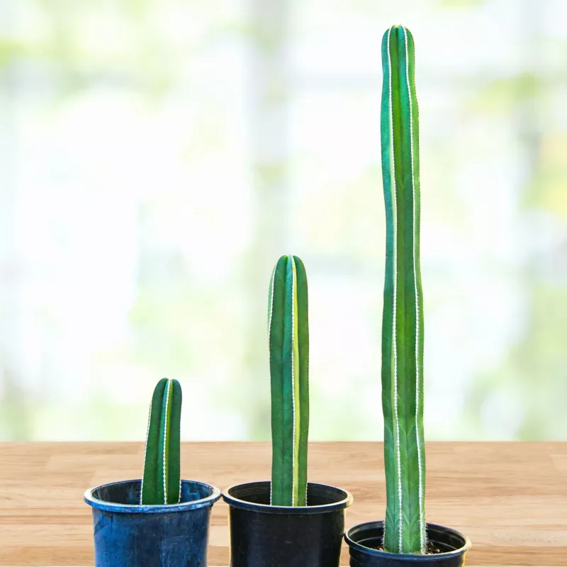 Stenocereus Marginatus, Mexican Fence Post Cactus Plant
