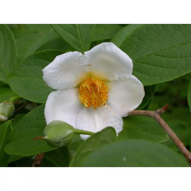 Stewartia pseduocamilla