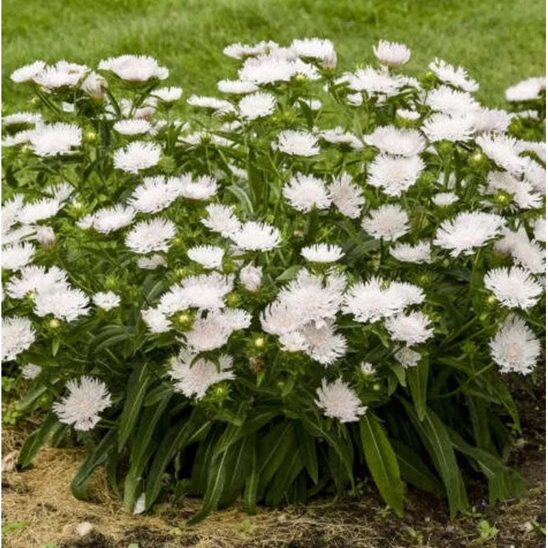 Stokesia Whitecaps PW#1