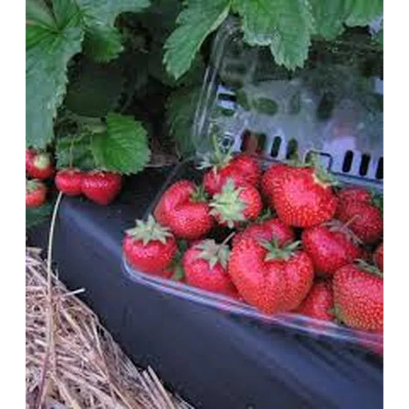 strawberry-jewel Strawberry ‘Jewel’