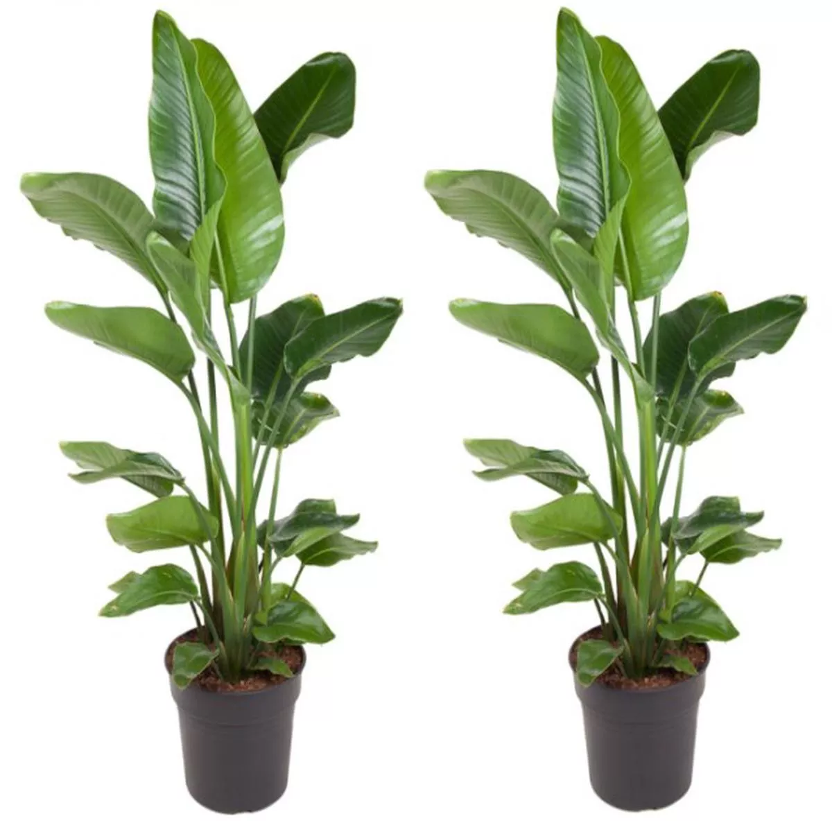 Strelitzia nicolai P31