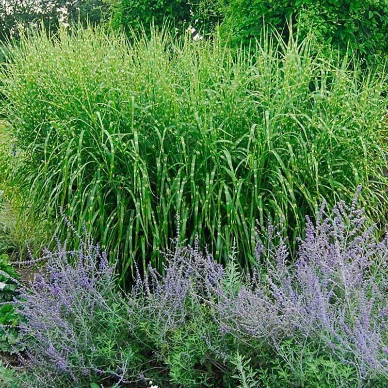 strictus-maiden-grass-miscanthus ‘Strictus’ Maiden Grass (Miscanthus)