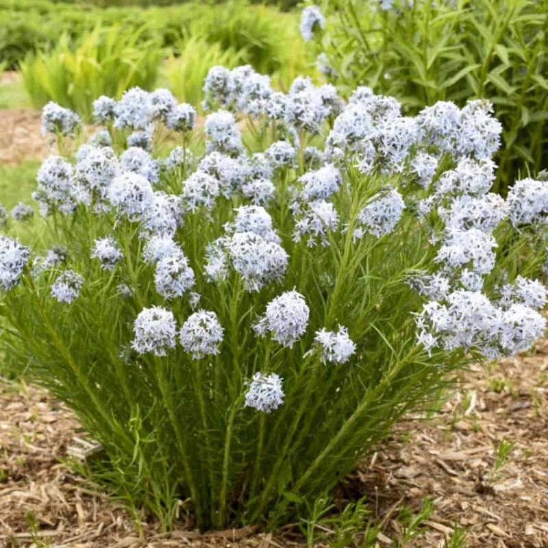 string-theory-bluestar-amsonia ‘String Theory’ Bluestar (Amsonia)