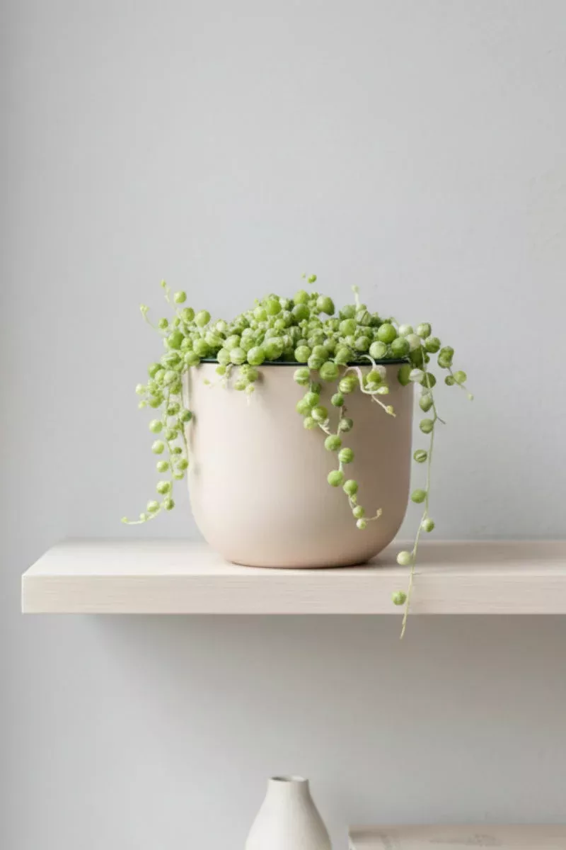 succulents-string-pearls-variegated-4 Succulents, String of Pearls Variegated 4″