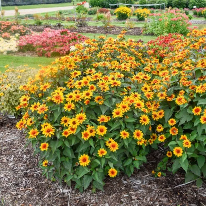 sundial-false-sunflower-heliopsis ‘Sundial’ False Sunflower (Heliopsis)