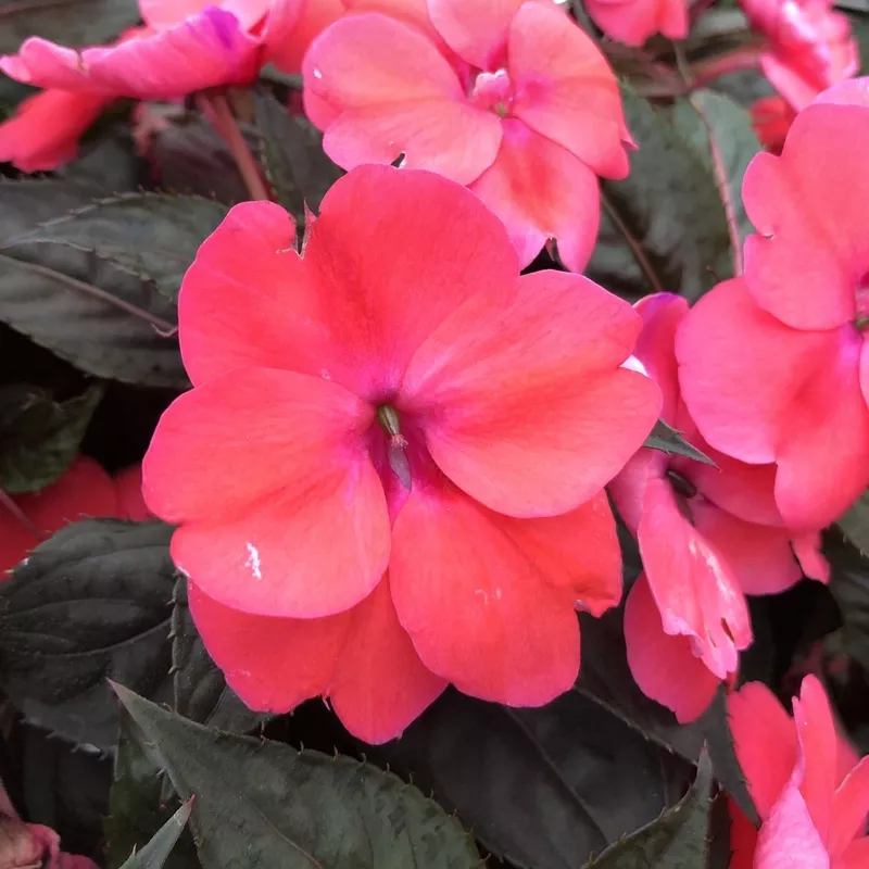 sunpatiens-compact-deep-rose-impatiens Sunpatiens Compact Deep Rose Impatiens