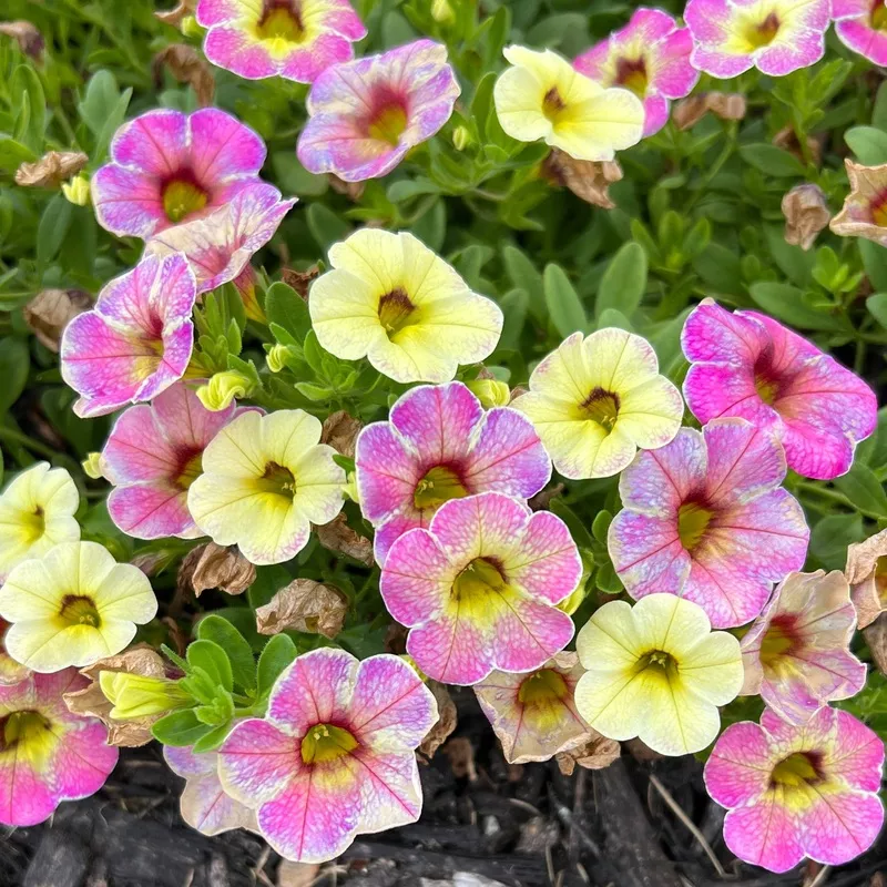 Superbells Magic Pink Lemonade Calibrachoa