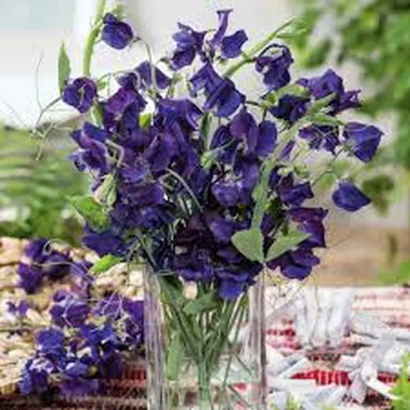 sweet-pea-lath-odo-navy-blue Sweet Pea Lath. odo. ‘Navy Blue’