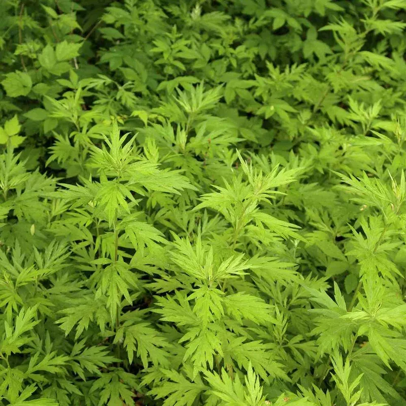 sweet-wormwood-herb-seeds-planting-heirloom-non-gmo-easy-to-grow-herb Sweet Wormwood Herb Seeds for Planting Heirloom Non-GMO Easy to Grow Herb